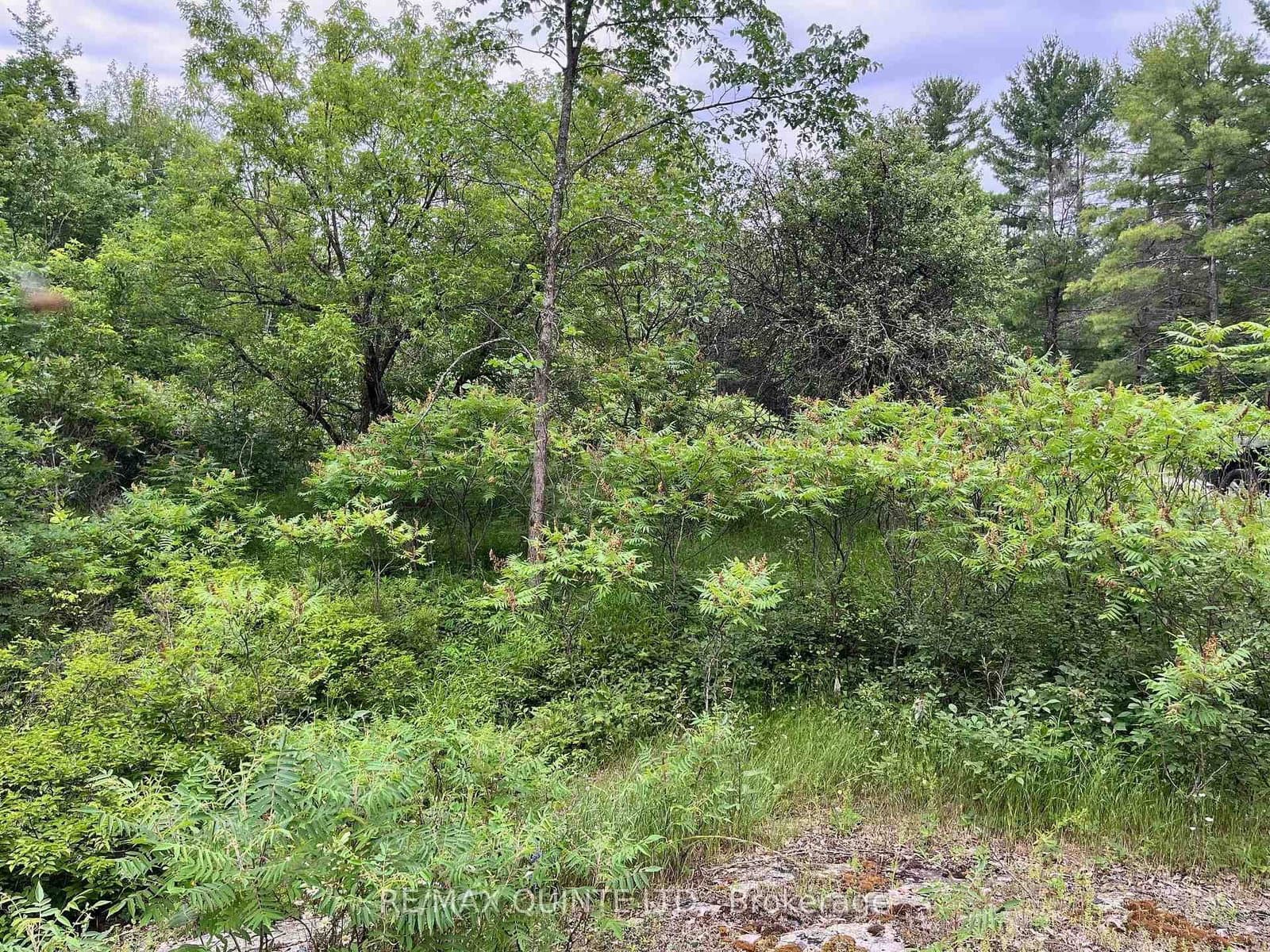 0 (PIN - 40264- Potter Settlement Road, Tweed, ON — photo 2